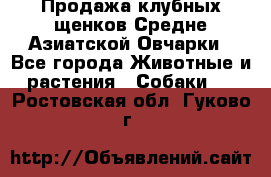 Продажа клубных щенков Средне Азиатской Овчарки - Все города Животные и растения » Собаки   . Ростовская обл.,Гуково г.